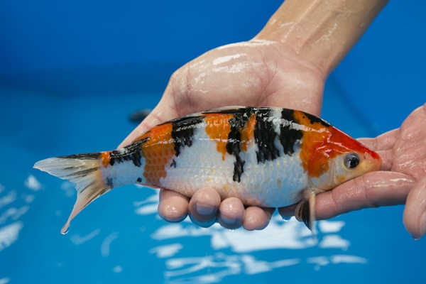 34-3-楓林養魚場-大正-27CM-母魚-8000.jpg