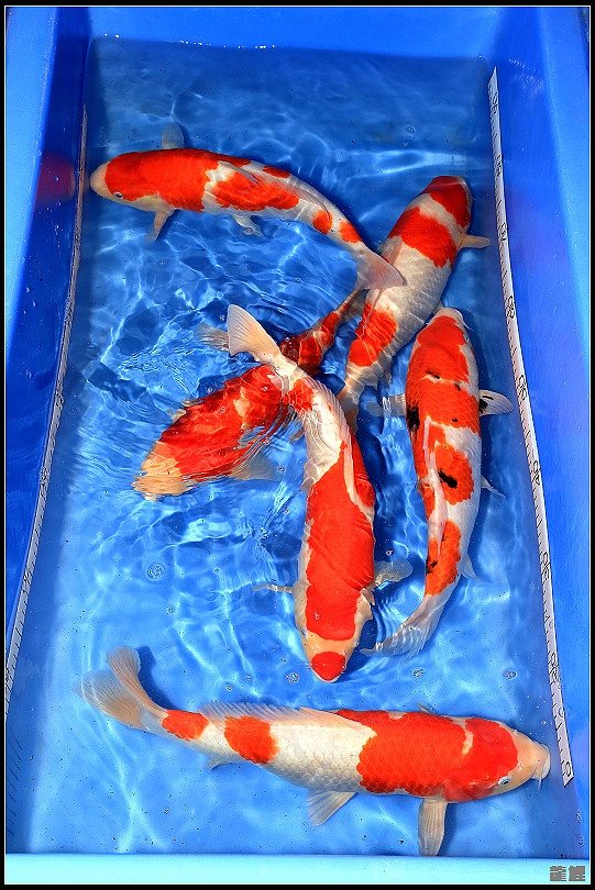一筒高級練手魚