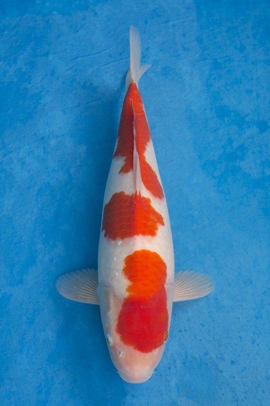 1-0-元大錦鯉園-紅白-43cm-母-10000.jpg