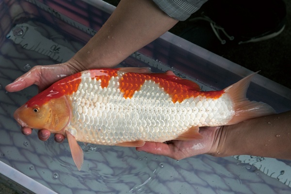 1-1-元大錦鯉園-紅白-43cm-母.jpg