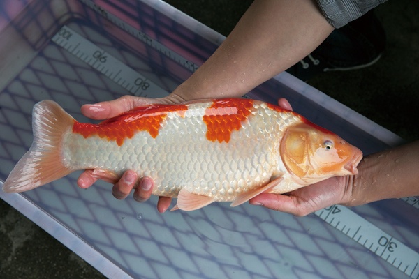 1-2-元大錦鯉園-紅白-43cm-母.jpg