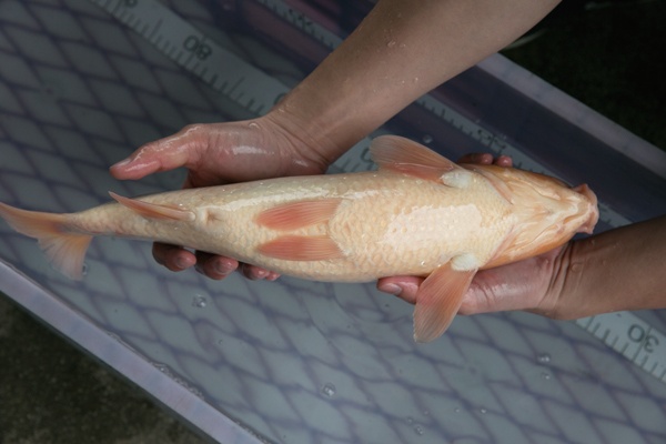1-3-元大錦鯉園-紅白-43cm-母.jpg