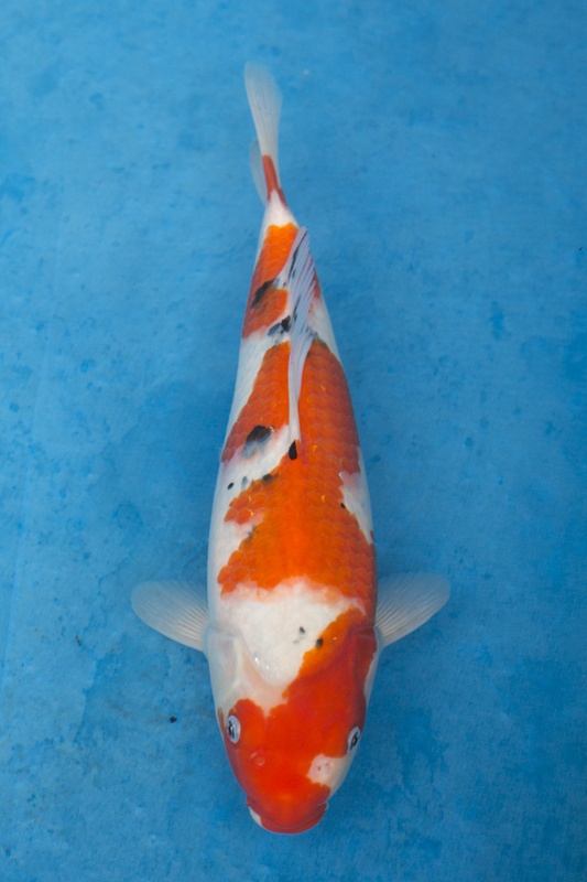3-01-元大錦鯉園-大正-36cm-母-10000.jpg