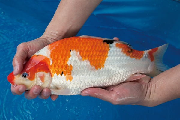 3-1-元大錦鯉園-大正-36cm-母.jpg