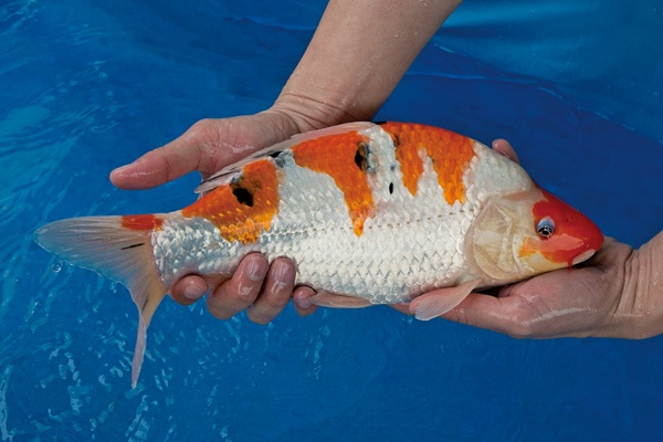 3-2-元大錦鯉園-大正-36cm-母.jpg