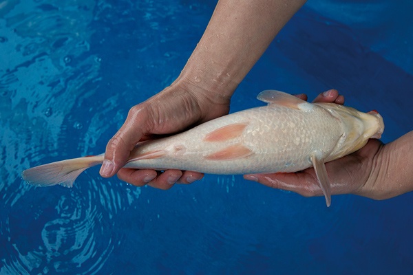 3-3-元大錦鯉園-大正-36cm-母.jpg