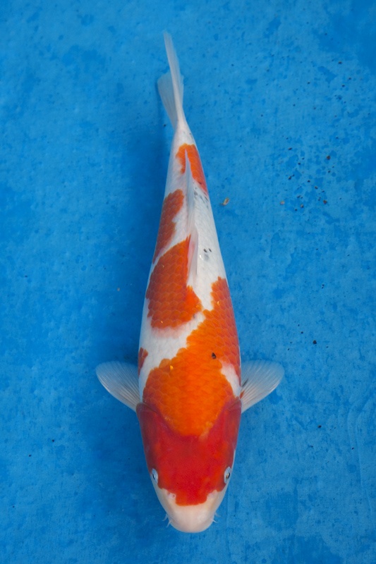 4-0-元大錦鯉園-大正-37cm-母-10000.jpg