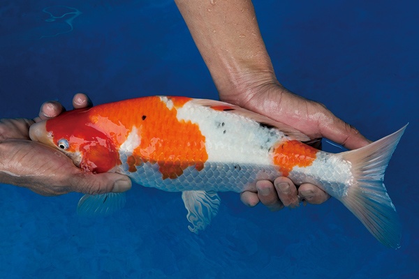 4-1-元大錦鯉園-大正-37cm-母.jpg