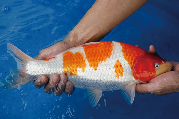4-2-元大錦鯉園-大正-37cm-母.jpg