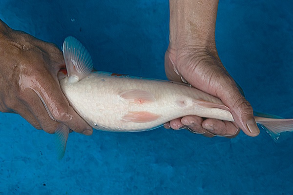 4-3-元大錦鯉園-大正-37cm-母.jpg