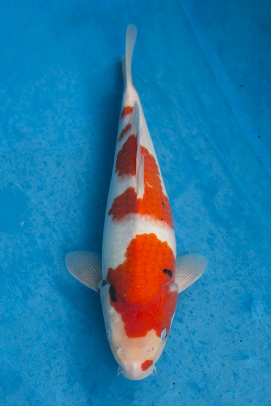 13-1-元大錦鯉園-大正-34CM-不明-3000.jpg