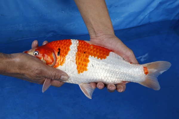 13-2-元大錦鯉園-大正-34CM-不明-3000.jpg