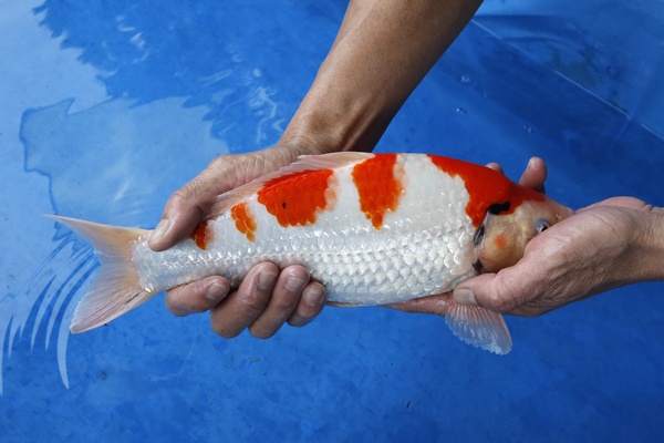 13-3-元大錦鯉園-大正-34CM-不明-3000.jpg