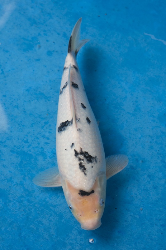 22-2-元大錦鯉園-別光-35CM-母-5000.jpg