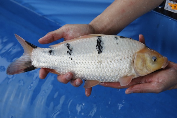 22-3-元大錦鯉園-別光-35CM-母-5000.jpg