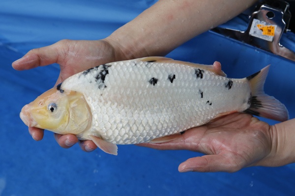22-4-元大錦鯉園-別光-35CM-母-5000.jpg