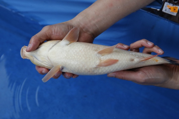 22-5-元大錦鯉園-別光-35CM-母-5000.jpg