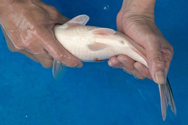 33-3-元大錦鯉園-大正-32CM-不明.jpg
