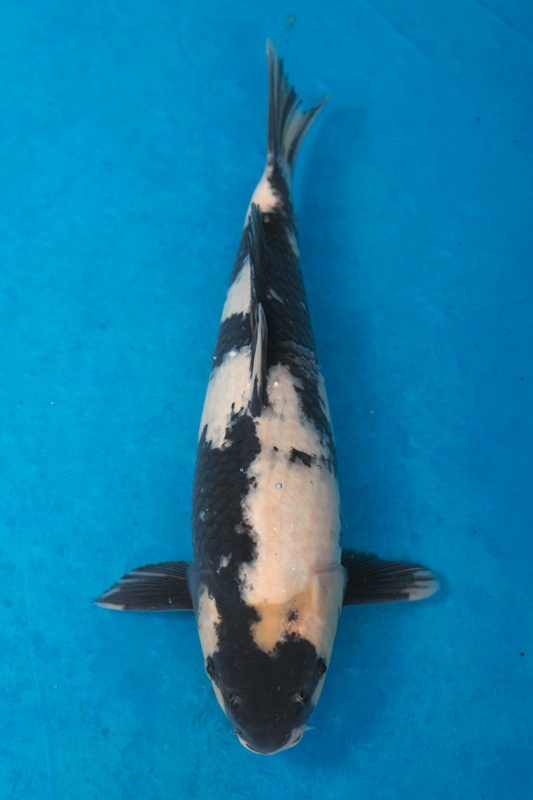 52-0-元大錦鯉園-白寫-40cm-母-3000.jpg