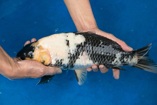 52-1-元大錦鯉園-白寫-40cm-母.jpg
