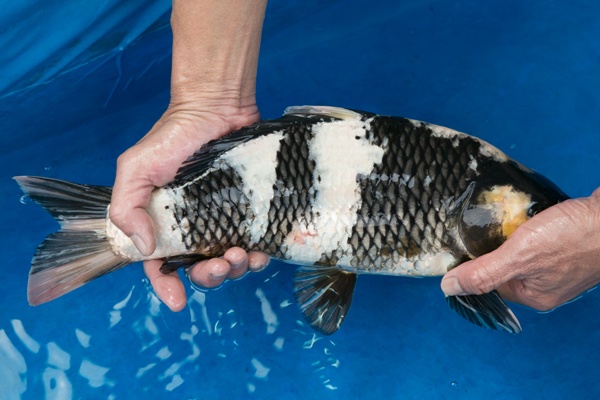 52-2-元大錦鯉園-白寫-40cm-母.jpg
