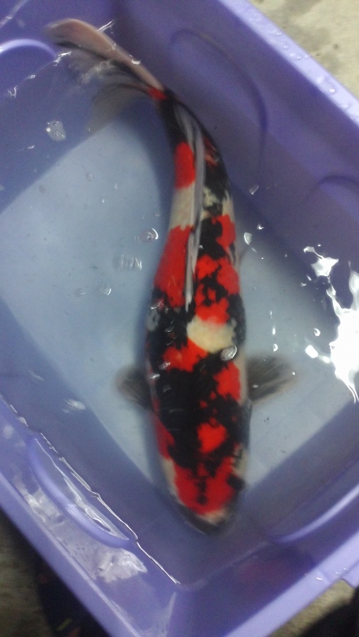 今日魚場獵日本魚.分享