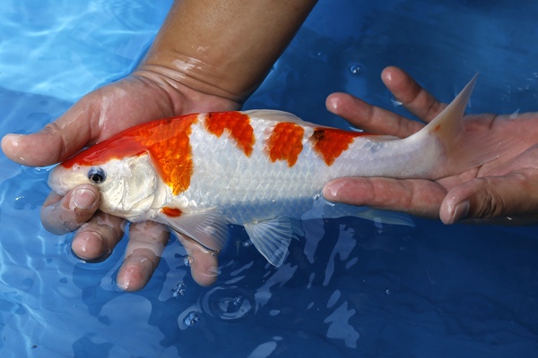 32-桃太郎大正-28cm-公母机率高 - 拍卖会 - 台湾锦鲤