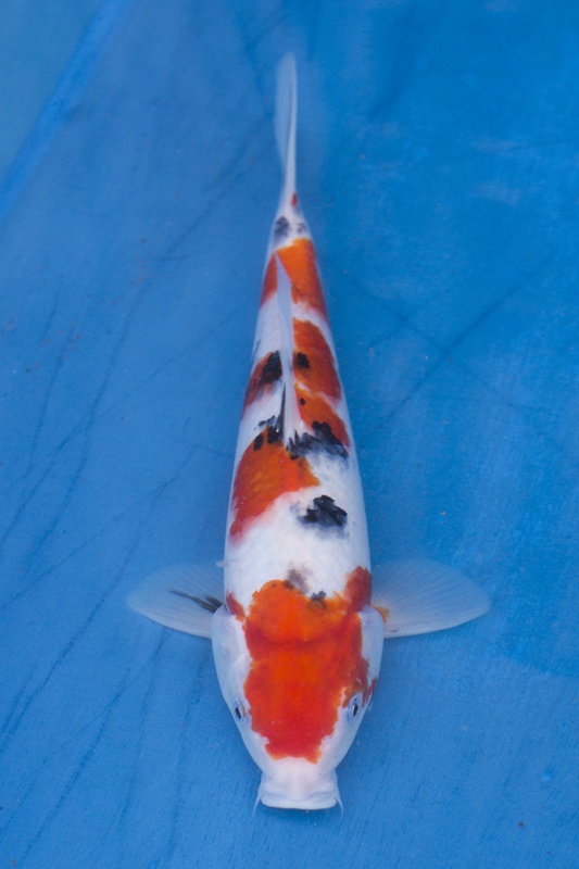 18-自家產大正-33cm-母魚-1.jpg