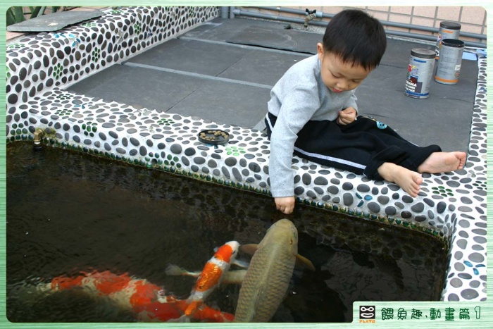 餵魚趣-動畫-1.jpg