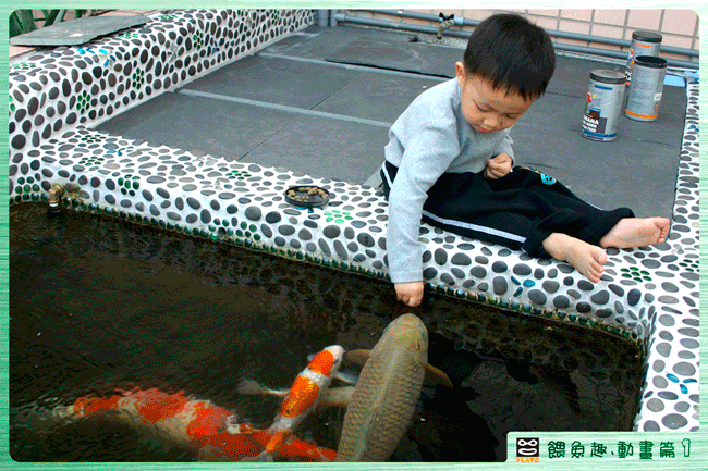 餵魚趣-動畫完成.gif