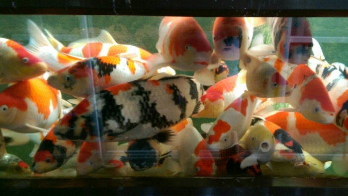 誰家的魚那麼多嚇死人!