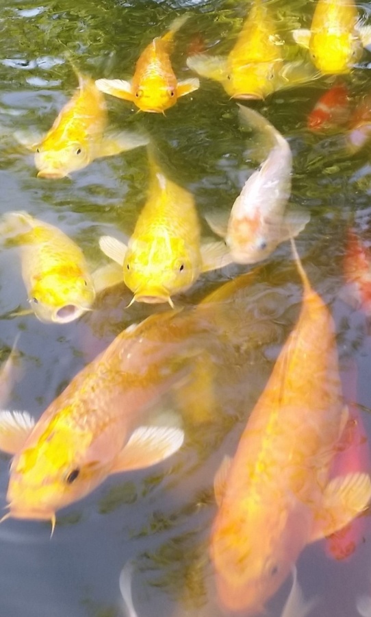 井然有序排排游
