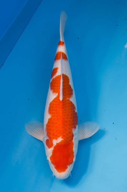 05-紅白-51cm-母魚.jpg