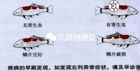 锦鲤疾病预防，必看！