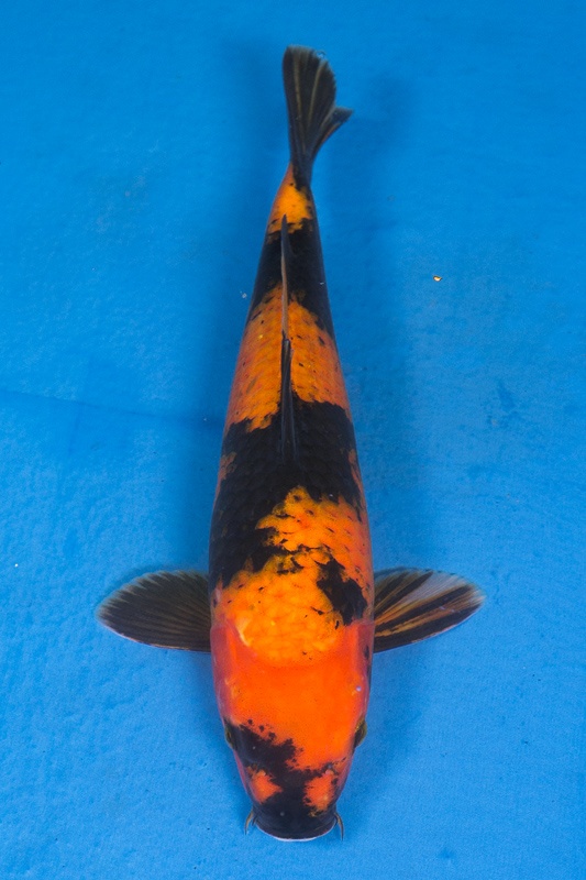 42-紅寫-34cm-不明-3000.jpg