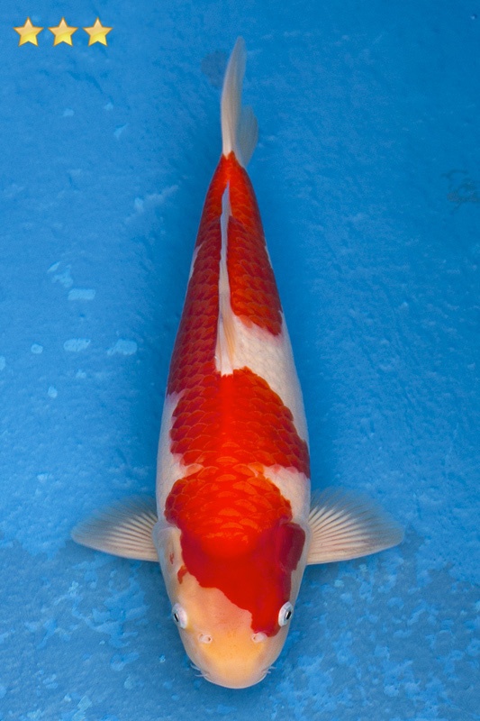 03-紅白-38cm-母魚幾機率高-40000-1.jpg