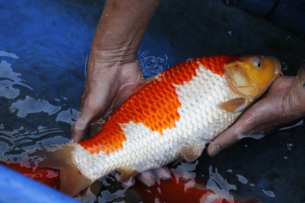 03-紅白-38cm-母魚幾機率高-40000-3.jpg