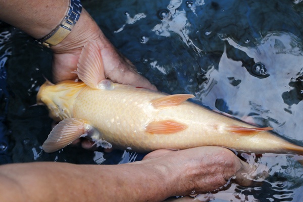 03-紅白-38cm-母魚幾機率高-40000-6.jpg