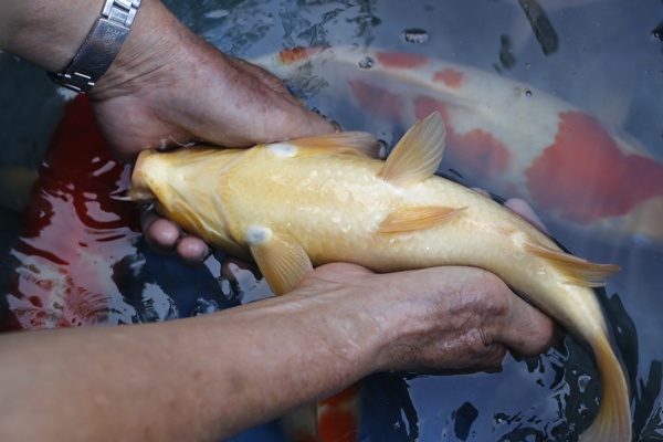 06-丹頂-33cm-母魚幾機率高-15000-4.jpg