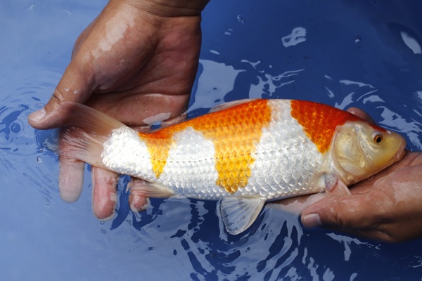 15-紅白-28cm-母魚幾機率高-3000-2.jpg