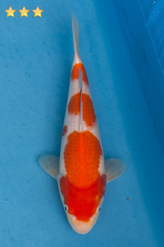17-紅白-27cm-母魚-5000-1.jpg