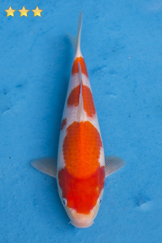 17-紅白-27cm-母魚-5000-2.jpg