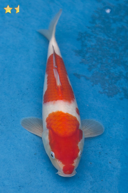 27-紅白-30cm-母魚幾機率高-2000-1.jpg