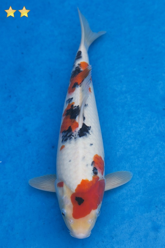 38-大正-34cm-母魚幾機率高-3000-1.jpg