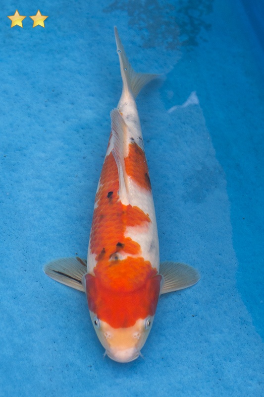 40-大正-32cm-母魚幾機率高-5000-1.jpg