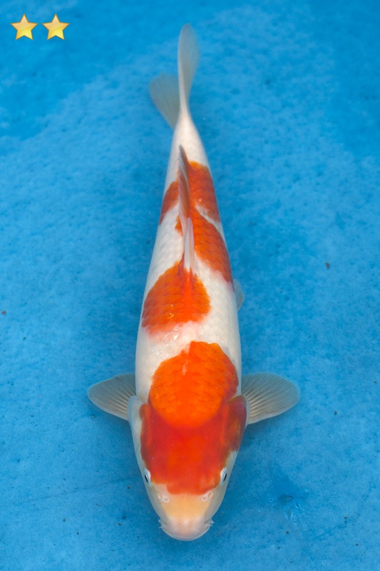 49-紅白-32cm-母魚幾機率高-5000-1.jpg