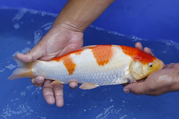 49-紅白-32cm-母魚幾機率高-5000-3.jpg
