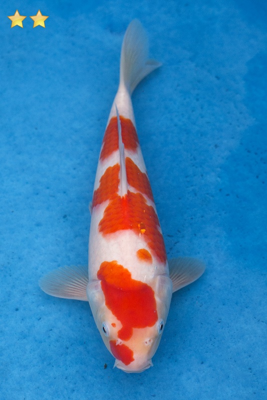 52-紅白-32cm-母魚幾機率高-5000-1.jpg