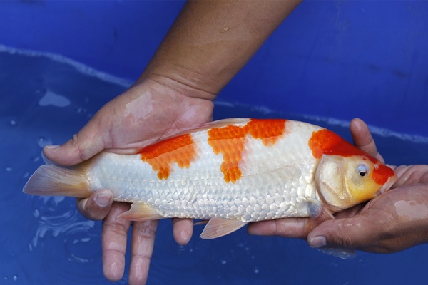 52-紅白-32cm-母魚幾機率高-5000-2.jpg