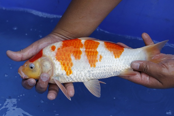 52-紅白-32cm-母魚幾機率高-5000-3.jpg